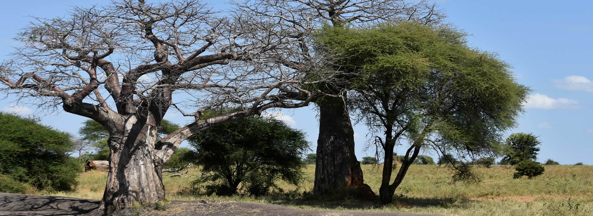 Parco nazionale del Tarangire
