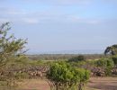 serengeti safari africa tanzania