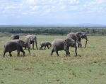 tarangire safari africa tanzania