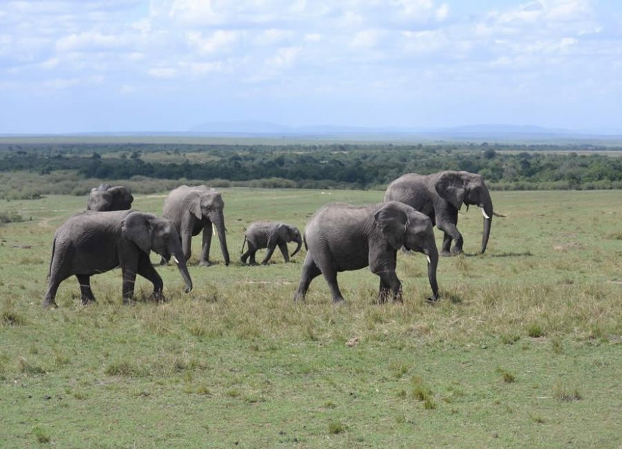 tarangire safari africa tanzania