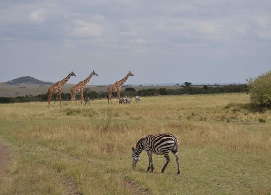 mikumi safari tanzania africa