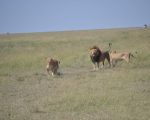 ngorongoro safari tanzania africa
