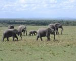 ruaha safari africa tanzania