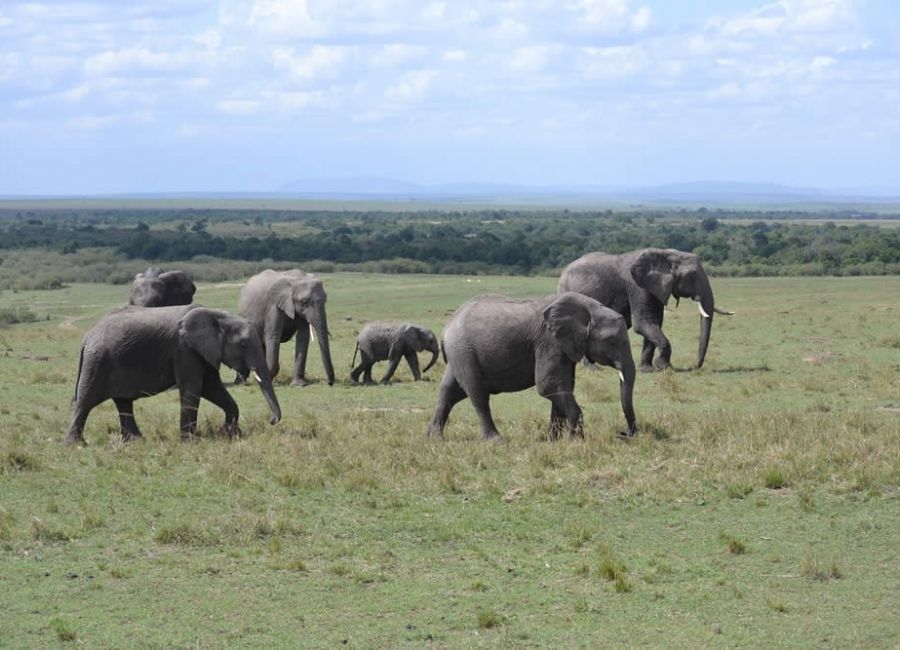 ruaha safari africa tanzania