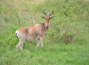 Antilope Serengeti Safari Tanzania Africa