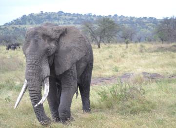 Elefante Tarangire Safari Tanzania Africa