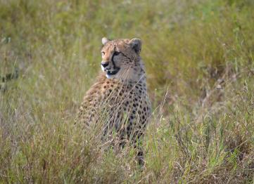 Ghepard Safari Tanzania Africa