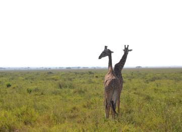 Giraffe Serengeti Safari Tanzania Africa