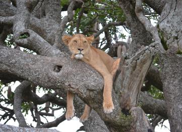 Leonessa Sullalbero Salsicce Safari Tanzania Africa