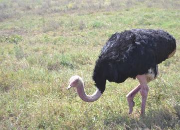 Struzzo Serengeti Safari Tanzania Africa