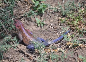 Camaleonte Serengeti Safari Tanzania Africa