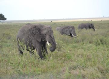 Elefanti Serengeti Safari Tanzania Africa