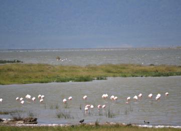 Fenicotteri Ngorongoro Safari Tanzania Africa
