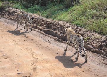 Ghepardi Serengeti Safari Tanzania Africa
