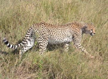 Ghepardo Serengeti Safari Tanzania Africa