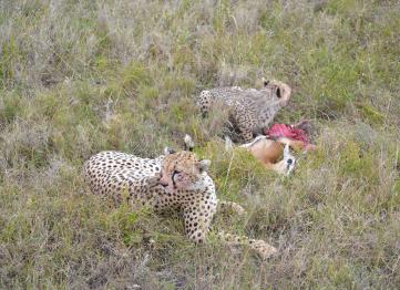 Madre Figlio Ghepardi Safari Tanzania Africa