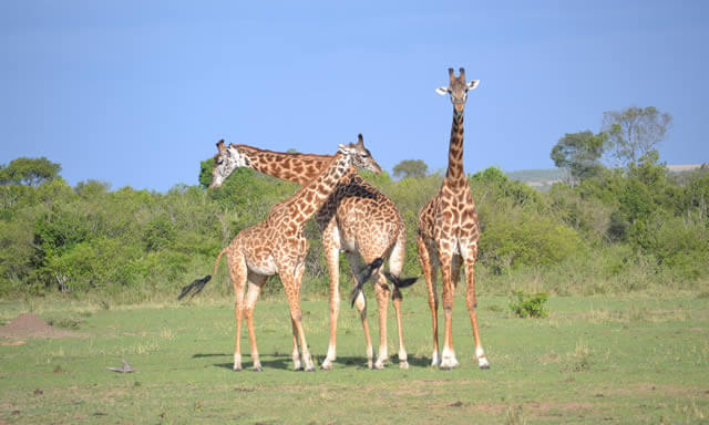 safari tanzania, dal Selous al Ruaha, i parchi della Tanzania, Sogno Africano Safaris