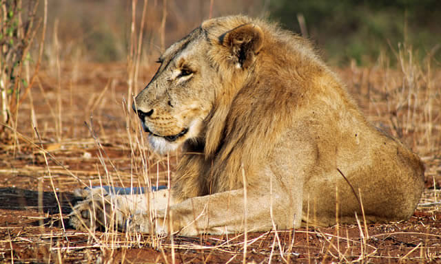 safari tanzania, dal Selous al Ruaha, i parchi della Tanzania, Sogno Africano Safaris
