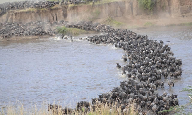 safari tanzania, la grande migrazione del fiume mara tanzania, sogno africano safaris