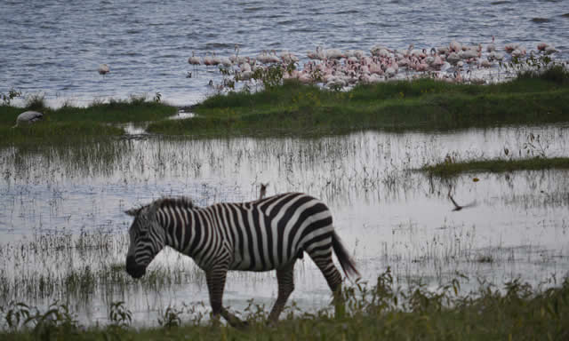 safari nord tanzania e isola di mafia, Sogno Africano Safaris