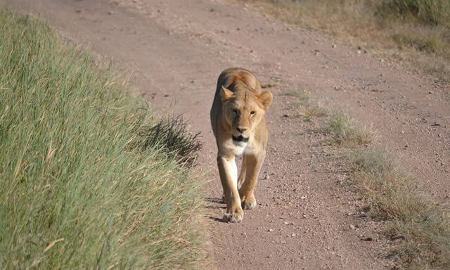 safari nord tanzania e isola di mafia, Sogno Africano Safaris
