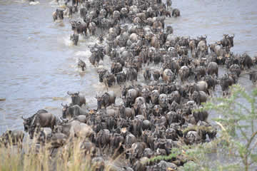 Attraversamento degli gnu sul fiume Mara, Pacchetto Safari Tanzania, Sogno Africano Safaris