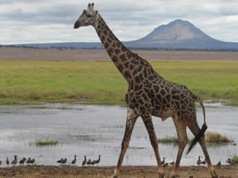 costo safari Tanzania, Sogno Africano Safaris