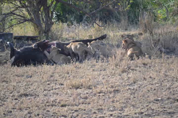 La caccia delle leonesse ad un bufalo, Pacchetto Safari Tanzania, Sogno Africano Safaris